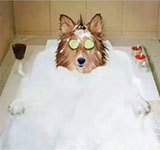 The Pampered Pooch!